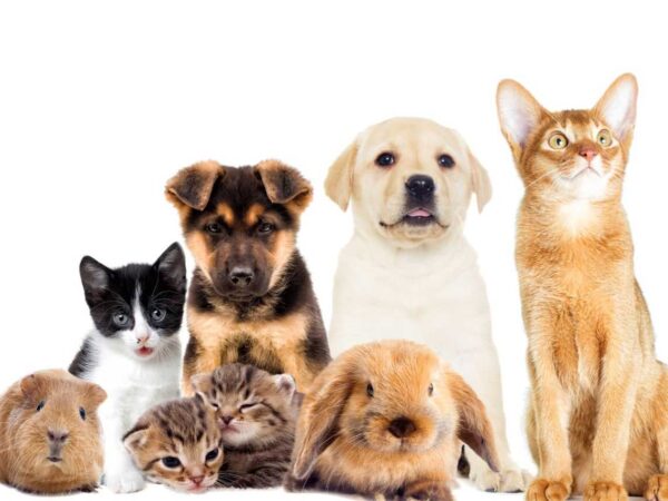 10% off Pet Care for Dogs, Cats and Small Animals at PEARL’s