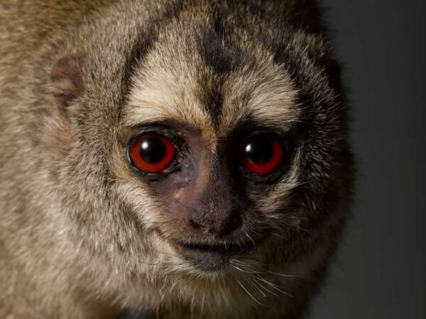 Concession Price Tickets to Monkeys: Our Primate Family at National Museum of Scotland