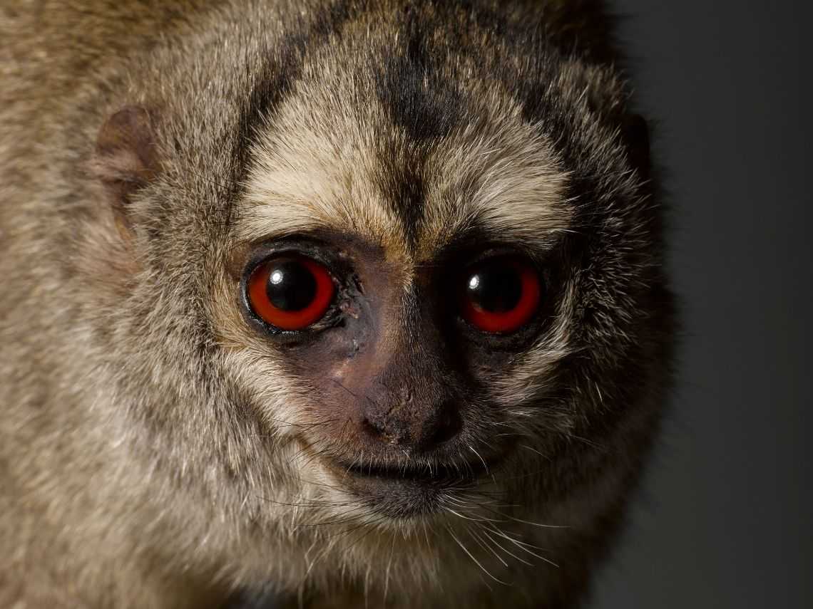 Concession Price Tickets to Monkeys: Our Primate Family at National Museum of Scotland