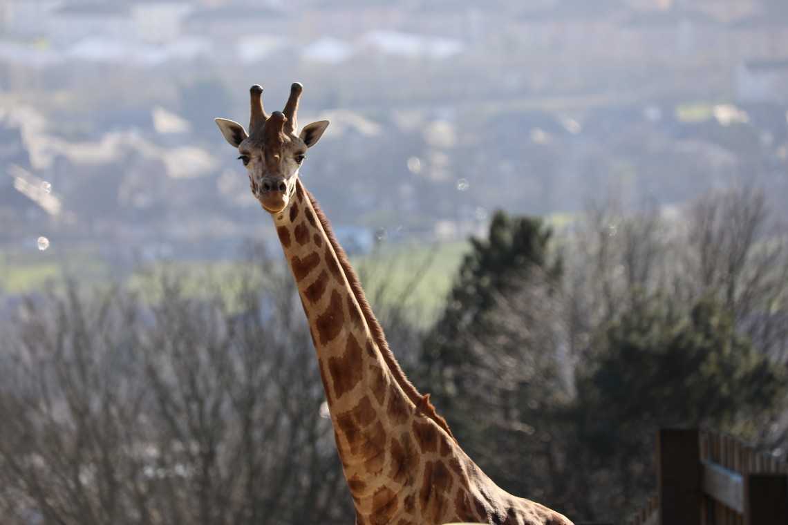 Concession Price Tickets at Edinburgh Zoo