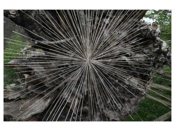 Concession Priced Tickets to Andy Goldsworthy: Fifty Years at the Royal Scottish Academy