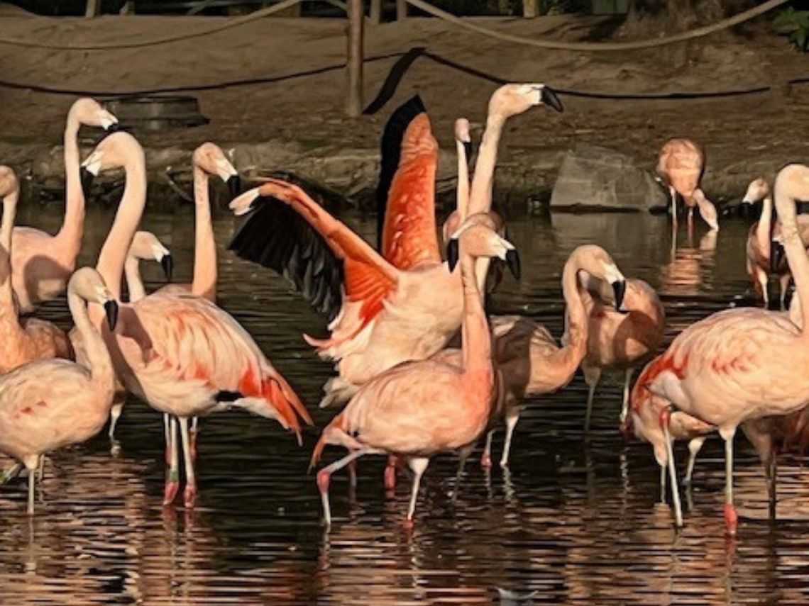 Get 50% off Entry to Auchingarrich Wildlife Park