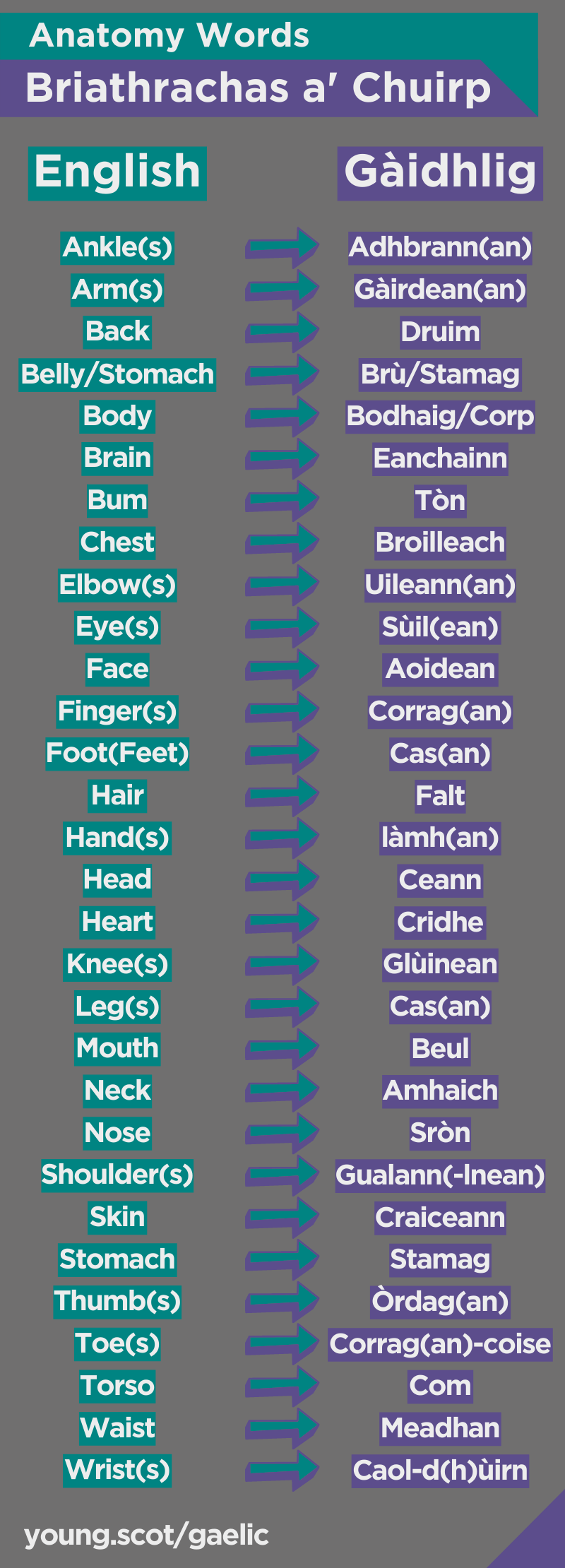 List of 30 Gaelic words relating to the human body. Text version below. 
