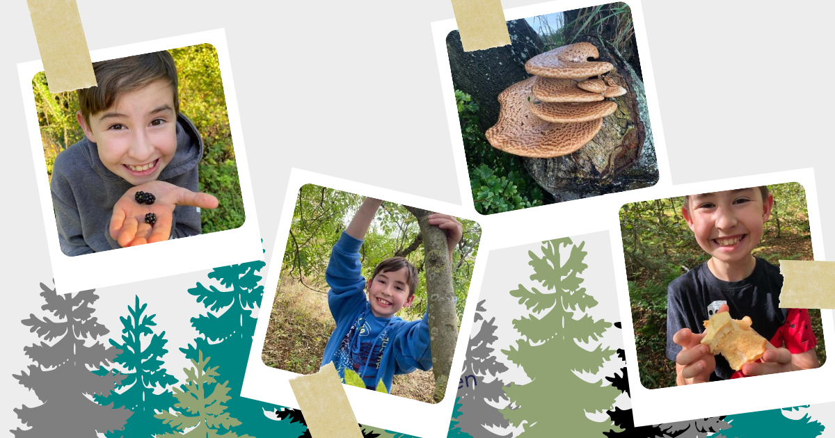 Four photographs of a smiling boy enjoying foraging in the forest