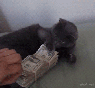 A kitten protecting a wad of cash